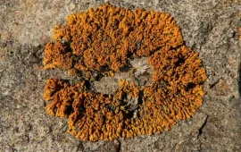 Detalle de un liquen de color ocre sobre una superficie