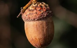 Bellota sobre una rama